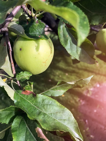 Apples ripen on the tree in summer. Organic Food. Style Top View Group Objectsの写真素材