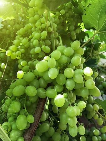the grape ripens on the branches in the summer Organic Food. Style Top View Group Objectsの写真素材