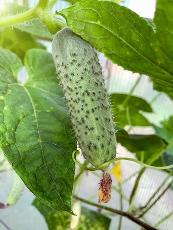 cucumbers grow on the branches. Organic Food. Style Top Viewの写真素材