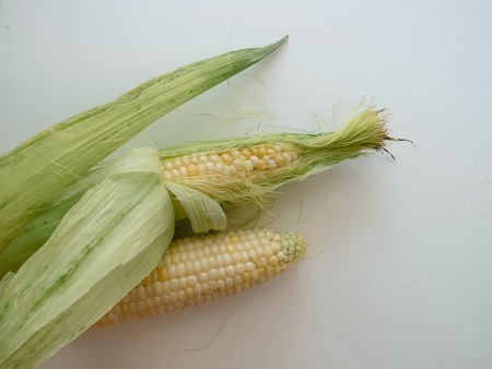 ripe natural corn cobs. . healthy eating. eco-friendly products. Organic Food.の写真素材