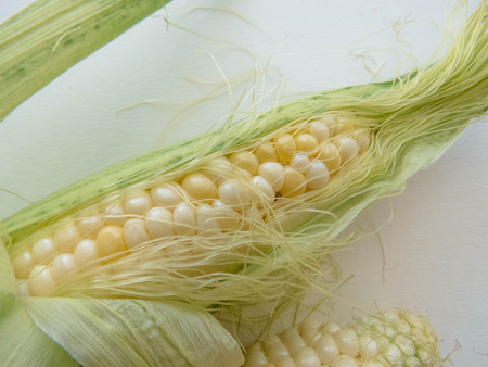 ripe natural corn cobs. . healthy eating. eco-friendly products. Organic Food.の写真素材