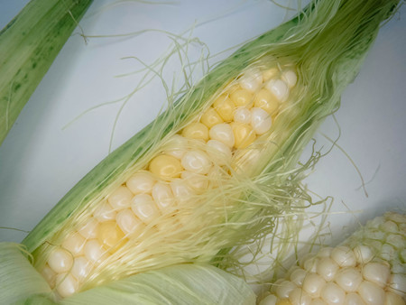 ripe natural corn cobs. . healthy eating. eco-friendly products. Organic Food.の写真素材