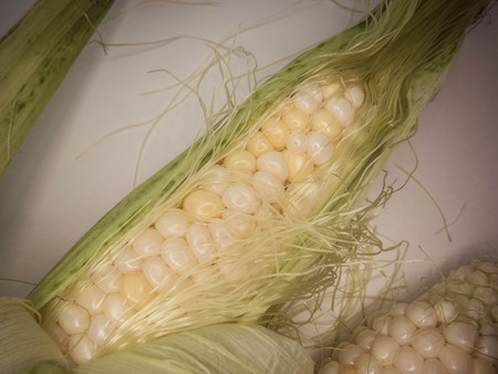 ripe natural corn cobs. . healthy eating. eco-friendly products. Organic Food.の写真素材