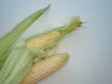 ripe natural corn cobs. . healthy eating. eco-friendly products. Organic Food.の写真素材