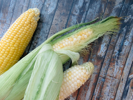 ripe natural corn cobs. . healthy eating. eco-friendly products. Organic Food.の写真素材