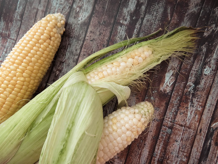 ripe natural corn cobs. . healthy eating. eco-friendly products. Organic Food.の写真素材