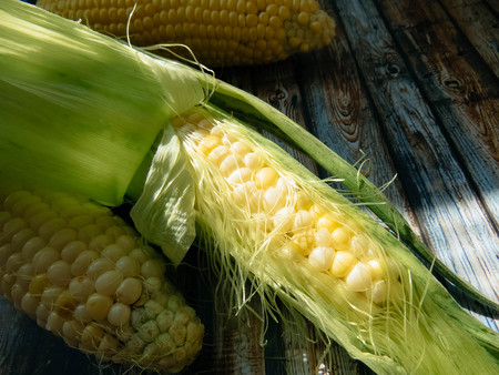 ripe natural corn cobs. . healthy eating. eco-friendly products. Organic Food.の写真素材