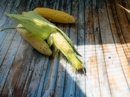 ripe natural corn cobs. . healthy eating. eco-friendly products. Organic Food.の写真素材