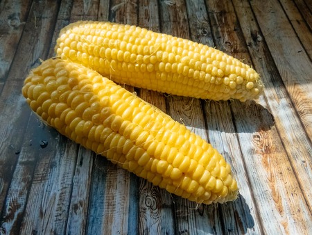 ripe natural corn cobs. . healthy eating. eco-friendly products. Organic Food.の写真素材
