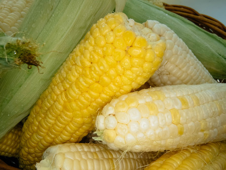 ripe natural corn cobs. . healthy eating. eco-friendly products. Organic Food.の写真素材