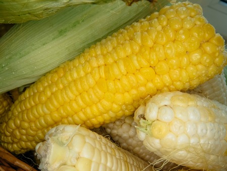 ripe natural corn cobs. . healthy eating. eco-friendly products. Organic Food.の写真素材