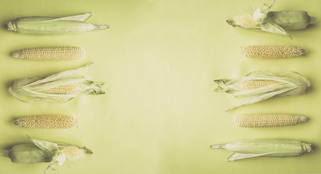 ripe natural corn cobs. healthy eating. eco-friendly products. Organic Food. Style Top View Group Objects. copy spase. bannerの写真素材