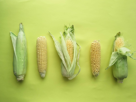 ripe natural corn cobs. healthy eating. eco-friendly products. Organic Food. Style Top View Group Objects. copy spaseの写真素材