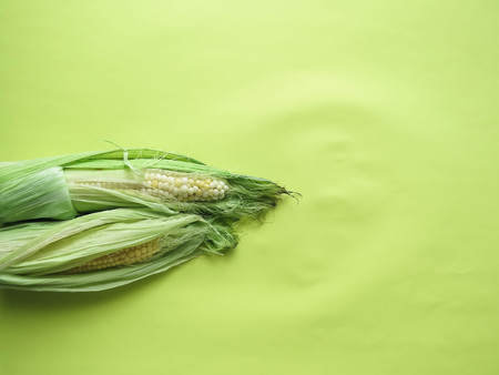ripe natural corn cobs. healthy eating. eco-friendly products. Organic Food. Style Top View Group Objects. copy spaseの写真素材