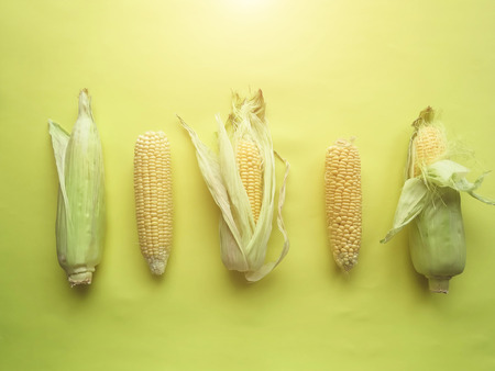 ripe natural corn cobs. healthy eating. eco-friendly products. Organic Food. Style Top View Group Objects. copy spaseの写真素材