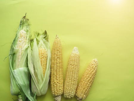 ripe natural corn cobs. healthy eating. eco-friendly products. Organic Food. Style Top View Group Objects. copy spaseの写真素材
