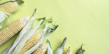 ripe natural corn cobs. healthy eating. eco-friendly products. Organic Food. Style Top View Group Objects. copy spase. bannerの写真素材