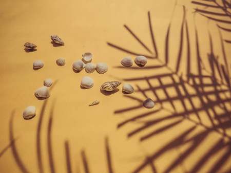 Holiday, vacation tropical beach from above - palm tree leaves. seashells. Style Top View Group Objectsの写真素材