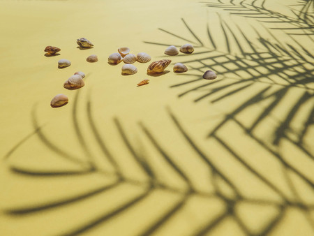 Holiday, vacation tropical beach from above - palm tree leaves. seashells. Style Top View Group Objectsの写真素材