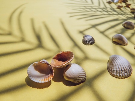 Holiday, vacation tropical beach from above - palm tree leaves. seashells. Style Top View Group...