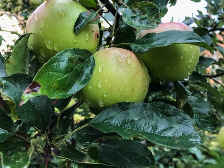 Apples ripen on the tree in summer. Organic Food. Style Top View Group Objectsの写真素材