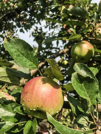 Apples ripen on the tree in summer. Organic Food. Style Top View Group Objectsの写真素材