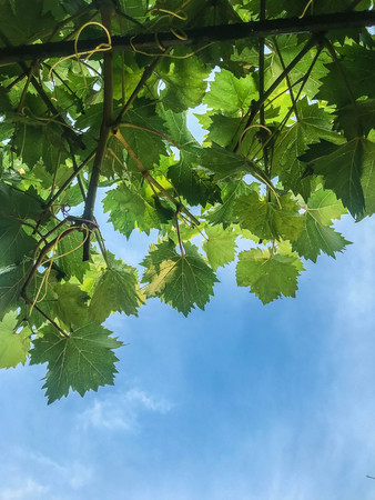 the grape ripens on the branches in the summer Organic Food. Style Top View Group Objectsの写真素材