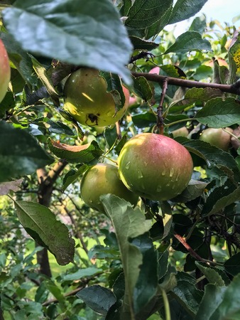 Apples ripen on the tree in summer. Organic Food. Style Top View Group Objectsの写真素材