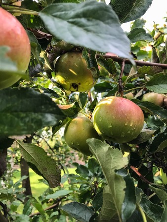 Apples ripen on the tree in summer. Organic Food. Style Top View Group Objectsの写真素材
