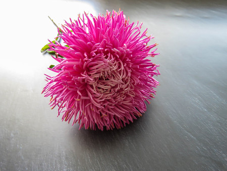 Pink aster flower on a background, minimal concept, top view, copy space for your text Group Objectsの写真素材