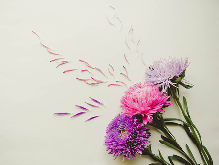 Colorful aster flowers forming a frame on a background, minimal concept, top view, copy space for your text Scattered petals Group Objectsの写真素材