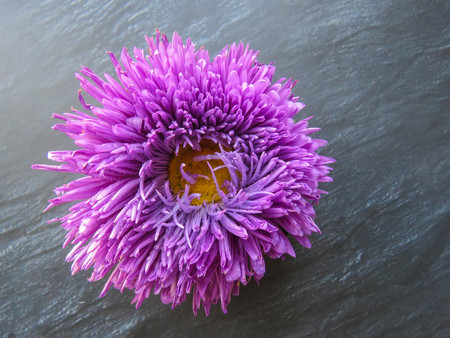 Colorful aster flowers forming a frame on a dark background, minimal concept, top view, copy space for your text Group Objectsの写真素材