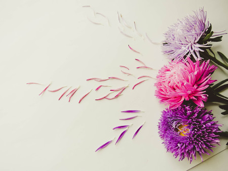 Colorful aster flowers forming a frame on a background, minimal concept, top view, copy space for your text Scattered petals Group Objectsの写真素材