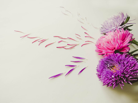 Colorful aster flowers forming a frame on a background, minimal concept, top view, copy space for your text Scattered petals Group Objectsの写真素材