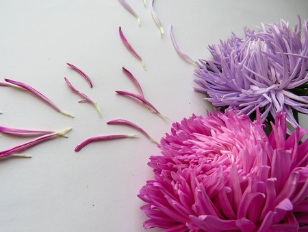 Colorful aster flowers forming a frame on a background, minimal concept, top view, copy space for your text Scattered petals Group Objectsの写真素材