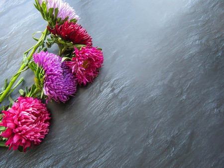 Colorful aster flowers forming a frame on a dark background, minimal concept, top view, copy space...