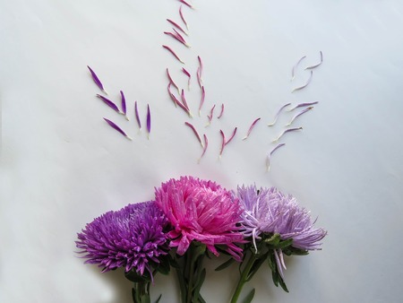 Colorful aster flowers forming a frame on a background, minimal concept, top view, copy space for your text Scattered petals Group Objectsの写真素材