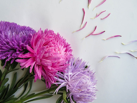Colorful aster flowers forming a frame on a background, minimal concept, top view, copy space for your text Scattered petals Group Objectsの写真素材