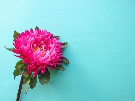 Pink aster flower on a background, minimal concept, top view, copy space for your text Group Objects