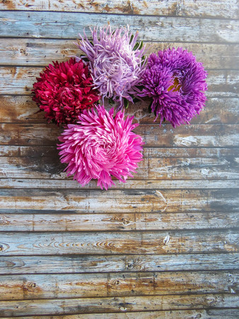 Colorful aster flowers forming a frame on a background, minimal concept, top view, copy space for your text Group Objectsの写真素材