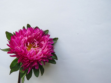 Pink aster flower on a background, minimal concept, top view, copy space for your text Group Objectsの写真素材