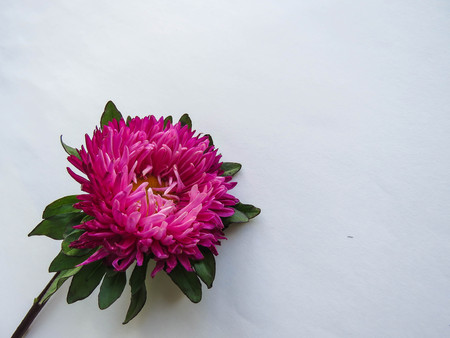 Pink aster flower on a background, minimal concept, top view, copy space for your text Group Objectsの写真素材