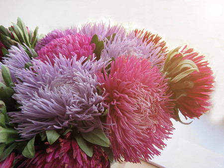 Bouquet of colored asters. Autumn flowers. Blurred background. Asterの写真素材