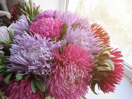 Bouquet of colored asters. Autumn flowers. Blurred background. Asterの写真素材