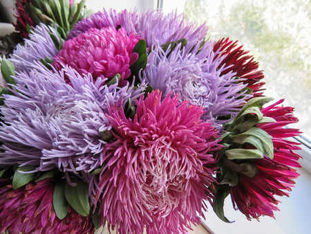Bouquet of colored asters. Autumn flowers. Blurred background. Asterの写真素材
