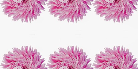 Colorful aster flowers forming a frame on a background, minimal concept, top view, copy space for your text Group Objects patternの写真素材