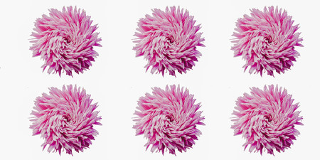 Colorful aster flowers forming a frame on a background, minimal concept, top view, copy space for your text Group Objects patternの写真素材
