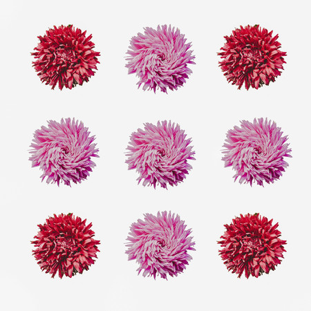 Colorful aster flowers forming a frame on a background, minimal concept, top view, copy space for...