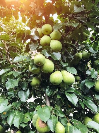 Pears ripen on the tree in summer. Organic Food. Style Top View Group Objectsの写真素材