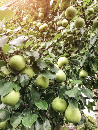 Pears ripen on the tree in summer. Organic Food. Style Top View Group Objectsの写真素材